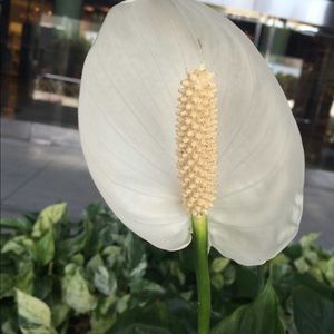 Meet your Posher, Ana gabriela